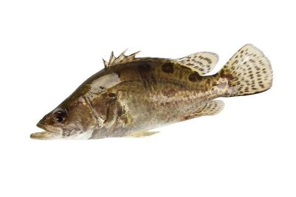 黃鰭鯧魚飼料營養搭配，黃鰭鯧魚飼料的營養搭配 黃鰭鯧魚飼料營養搭配，黃鰭鯧魚飼料的營養搭配 魚缸百科 第5張