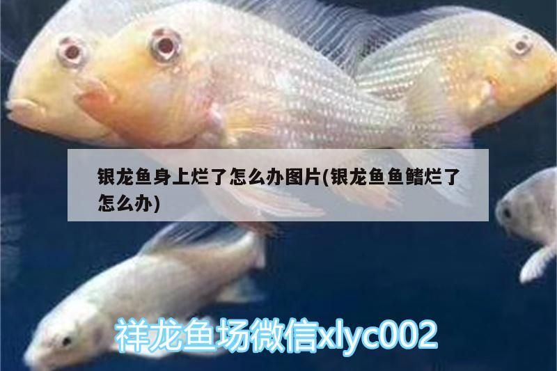 銀龍魚身上爛了怎么辦圖片(銀龍魚魚鰭爛了怎么辦)