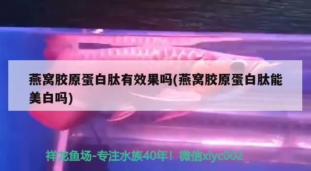 銀龍魚vs金龍魚視頻(銀龍魚金龍魚紅龍魚)