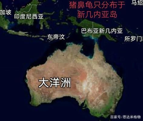豬鼻龜生蛋嗎怎么養：豬鼻龜怎么養 豬鼻龜生蛋嗎怎么養：豬鼻龜怎么養 豬鼻龜百科 第1張