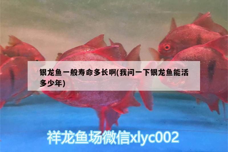 銀龍魚一般壽命多長啊(我問一下銀龍魚能活多少年)