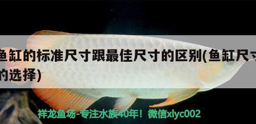 金龍魚的飼養(yǎng)與觀賞價值，關于金龍魚的知識