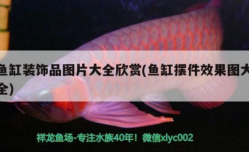 金龍魚的飼養(yǎng)與觀賞價值，關于金龍魚的知識