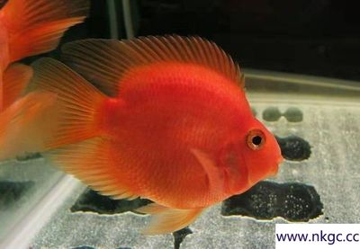 觀賞銀龍魚(yú)多少錢(qián)一條