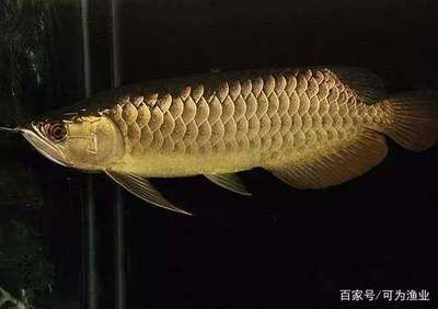 過背金龍魚又分為哪幾種魚：過背金龍魚與過背金龍魚混養指南 過背金龍魚又分為哪幾種魚：過背金龍魚與過背金龍魚混養指南 金龍魚百科 第5張
