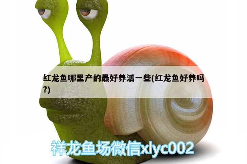 紅龍魚哪里產(chǎn)的最好養(yǎng)活一些(紅龍魚好養(yǎng)嗎?) 紅龍魚哪里產(chǎn)的最好養(yǎng)活一些(紅龍魚好養(yǎng)嗎?) iwish愛唯希品牌魚缸