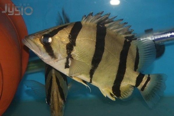 四紋虎魚飼料喂養效果評價，四紋虎魚飼料品牌推薦,四紋虎魚飼料喂養技巧詳解