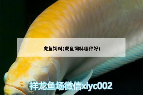 四紋虎魚飼料喂養效果評價，四紋虎魚飼料品牌推薦,四紋虎魚飼料喂養技巧詳解