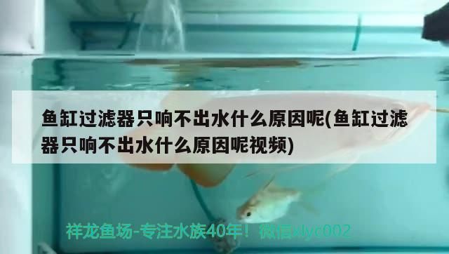 魚缸過濾器只響不出水什么原因呢(魚缸過濾器只響不出水什么原因呢視頻)