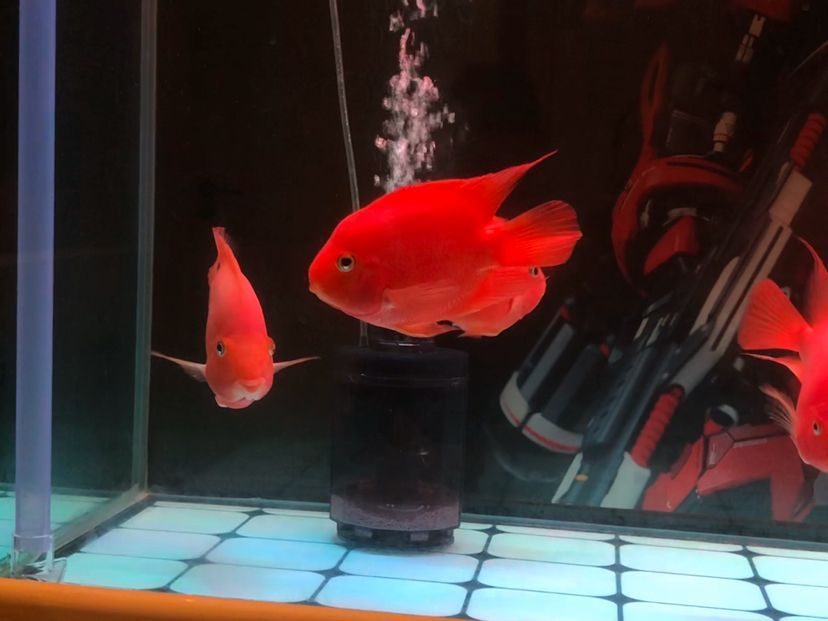 金龍魚防掉眼：金龍魚吊眼幾率 金龍魚防掉眼：金龍魚吊眼幾率 赤元素