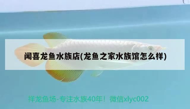 聞喜龍魚水族店(龍魚之家水族館怎么樣) 聞喜龍魚水族店(龍魚之家水族館怎么樣) 龍魚之家