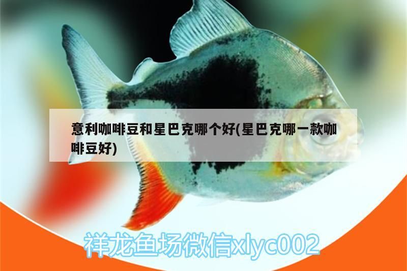 意利咖啡豆和星巴克哪個好(星巴克哪一款咖啡豆好)