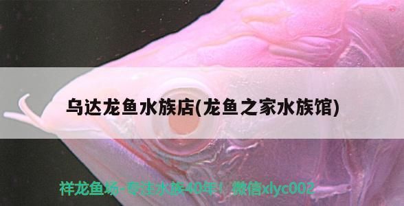 銀龍魚 烏達龍魚水族店(龍魚之家水族館) 龍魚之家 烏達龍魚水族店(龍魚之家水族館) 烏達龍魚水族店(龍魚之家水族館) 龍魚之家