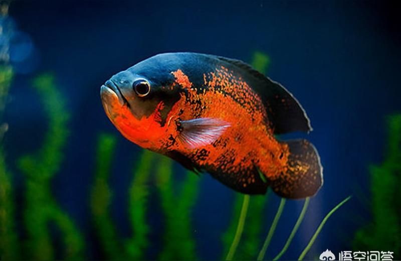 yee黃粉魚藥白點凈水霉疾病養魚日本錦鯉水族殺菌治療爛尾疾病 yee黃粉魚藥白點凈水霉疾病養魚日本錦鯉水族殺菌治療爛尾疾病 yee