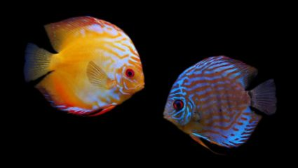 觀賞魚七彩神仙魚（七彩神仙魚的水質(zhì)管理秘籍七彩神仙魚的飼養(yǎng)指南） 觀賞魚七彩神仙魚（七彩神仙魚的水質(zhì)管理秘籍七彩神仙魚的飼養(yǎng)指南） 龍年龍魚 第3張