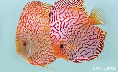 觀賞魚七彩神仙魚（七彩神仙魚的水質(zhì)管理秘籍七彩神仙魚的飼養(yǎng)指南） 觀賞魚七彩神仙魚（七彩神仙魚的水質(zhì)管理秘籍七彩神仙魚的飼養(yǎng)指南） 龍年龍魚 第4張