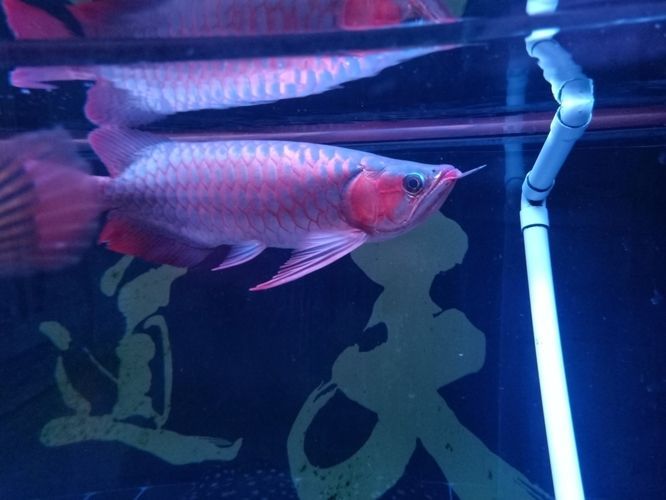 小紅龍魚膽子太小怎么辦：小紅龍魚膽子太小的問題 小紅龍魚膽子太小怎么辦：小紅龍魚膽子太小的問題 紅龍魚百科 第1張