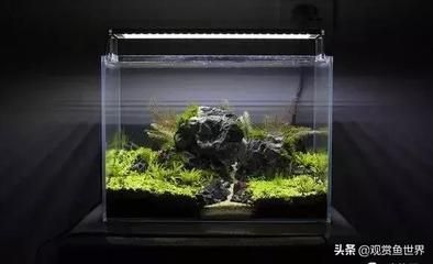 草缸小型觀賞魚（草缸小型觀賞魚推薦）