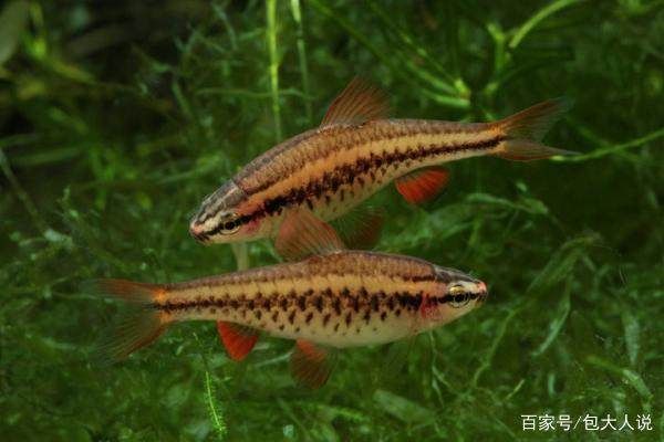 觀賞魚鑒別（如何鑒別觀賞魚？）