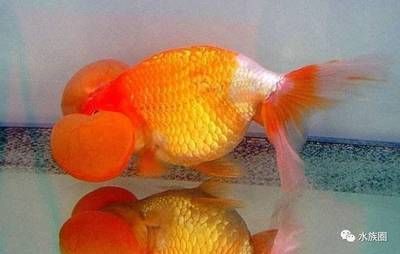 觀賞魚鑒別(如何鑒別觀賞魚?) 和興紅龍 第4張 觀賞魚鑒別(如何鑒別觀賞魚?) 觀賞魚鑒別(如何鑒別觀賞魚?) 和興紅龍 第4張