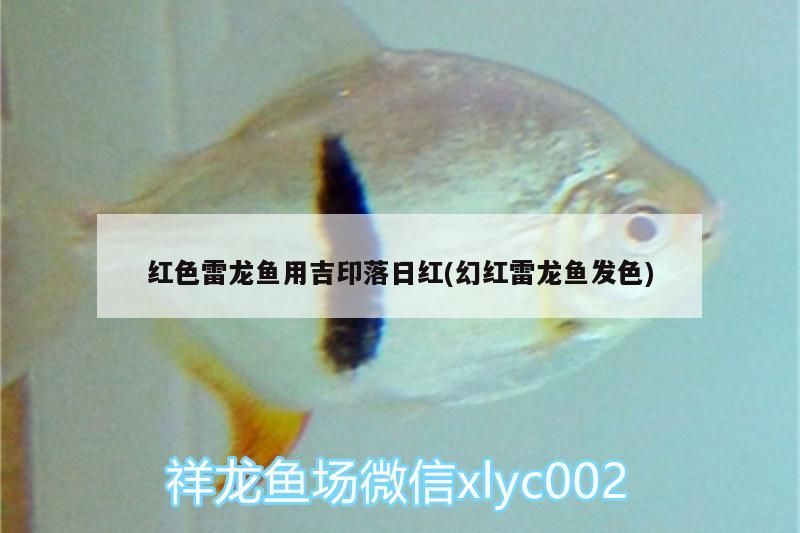 紅色雷龍魚用吉印落日紅(幻紅雷龍魚發色)