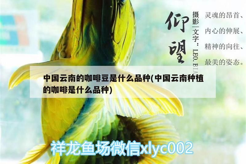 中國云南的咖啡豆是什么品種(中國云南種植的咖啡是什么品種) 中國云南的咖啡豆是什么品種(中國云南種植的咖啡是什么品種) 馬來西亞咖啡