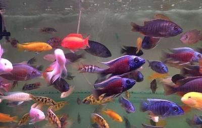 成群游的觀賞魚(yú)有哪些品種（成群游的觀賞魚(yú)品種）