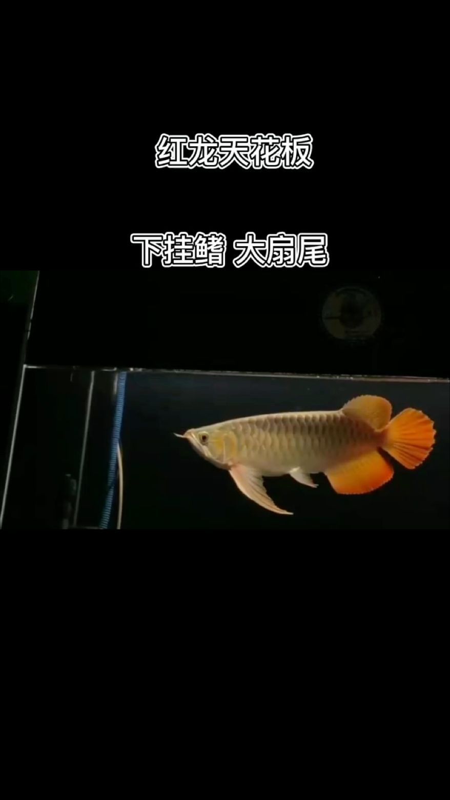 天花板板磚大湖紅龍 天花板板磚大湖紅龍 大湖紅龍魚百科