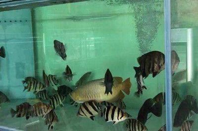 養虎魚有什么好處嗎：養虎魚不僅能作為一種娛樂活動還能帶來一些實際的好處