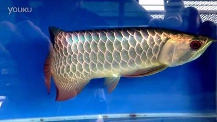 奧龍金龍魚：奧龍金龍魚是一種生活在南美洲亞馬遜河流域的魚類 奧龍金龍魚：奧龍金龍魚是一種生活在南美洲亞馬遜河流域的魚類 金龍魚百科 第1張