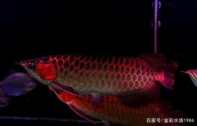 龍魚多條混養(yǎng)
