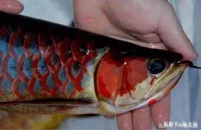 紅龍魚怎么樣長的快一點兒：紅龍魚快速生長的詳細方法