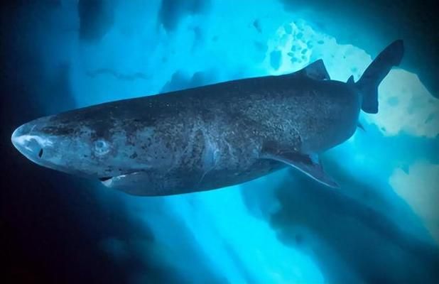 中國火龍魚有毒嗎圖片大全：探秘中國火龍魚，毒性真相與神秘面紗下的科學認知