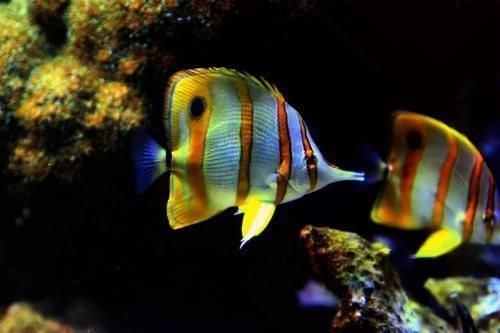 觀賞魚進口需要什么證（觀賞魚國際貿易法規解析）