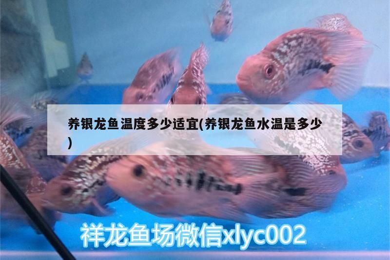 養(yǎng)銀龍魚溫度多少適宜(養(yǎng)銀龍魚水溫是多少)