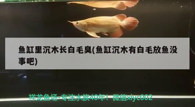 魚缸里沉木長白毛臭(魚缸沉木有白毛放魚沒事吧) 魚缸里沉木長白毛臭(魚缸沉木有白毛放魚沒事吧) 元寶鳳凰魚百科