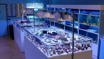 NO1水族進貨渠道（no1水族批發市場是水族店進貨的主要來源之一） NO1水族進貨渠道（no1水族批發市場是水族店進貨的主要來源之一） 立達金龍魚 第1張