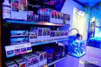 NO1水族進貨渠道（no1水族批發市場是水族店進貨的主要來源之一） NO1水族進貨渠道（no1水族批發市場是水族店進貨的主要來源之一） 立達金龍魚 第4張