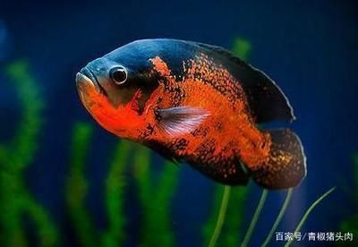 中國火龍魚有毒嗎圖片：中國火龍魚有毒嗎？探秘水中火焰的真相