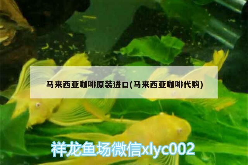 馬來西亞咖啡原裝進口(馬來西亞咖啡代購)