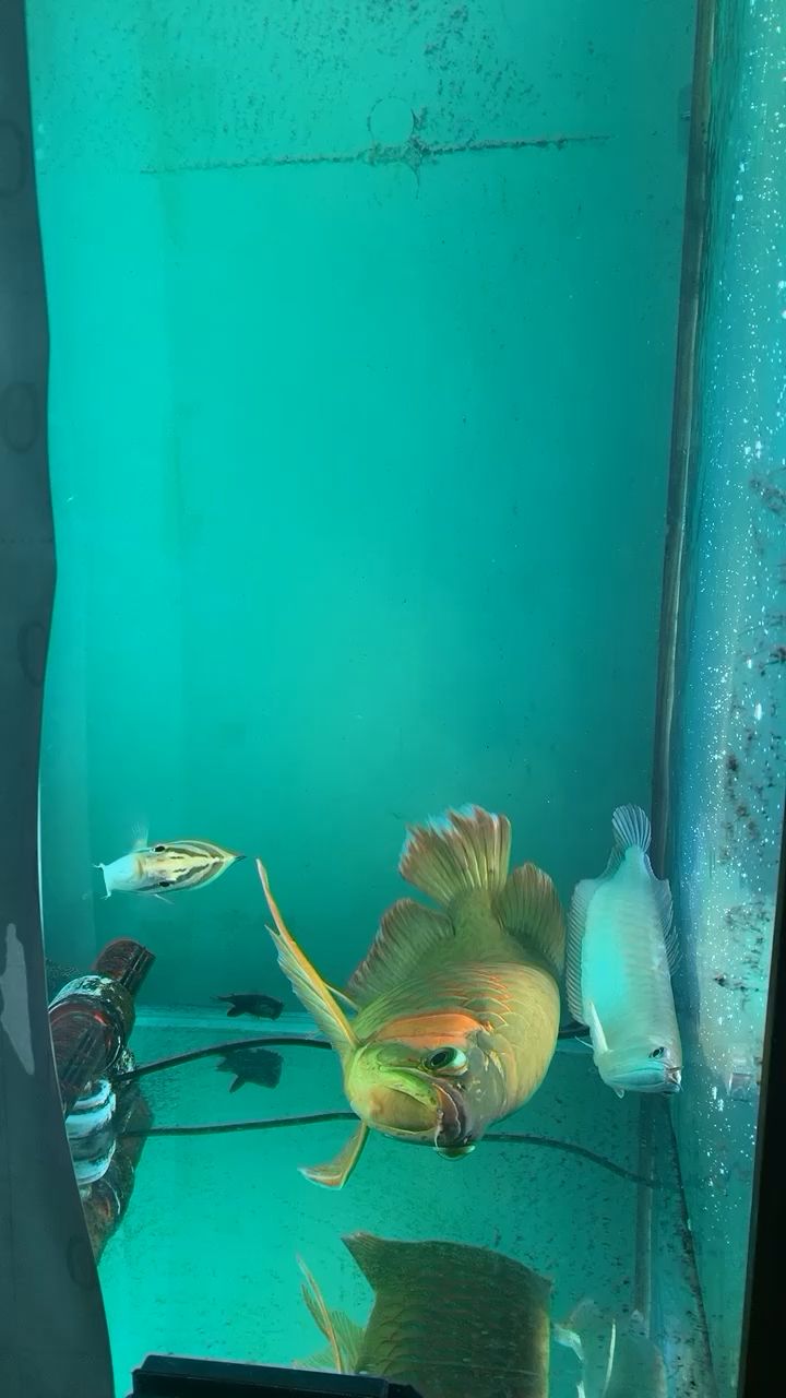 大龍一條 大龍一條 錦鯉魚百科 第1張