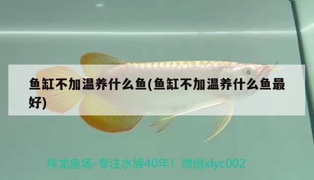 魚缸用的沉木一般都是什么木頭啊視頻講解(魚缸里用的沉木什么木頭都行嗎) 魚缸用的沉木一般都是什么木頭啊視頻講解(魚缸里用的沉木什么木頭都行嗎) 黃金貓魚百科 第2張