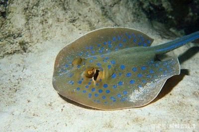 魟魚刺多久會重新長出來：關于魟魚刺的生長周期