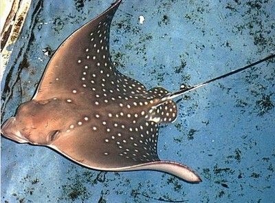 魟魚刺多久會重新長出來：關于魟魚刺的生長周期