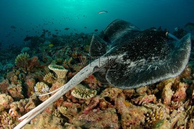 魟魚刺多久會重新長出來：關于魟魚刺的生長周期