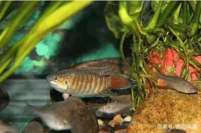 廣東本地觀賞魚種類有哪些（廣東本地觀賞魚種類）