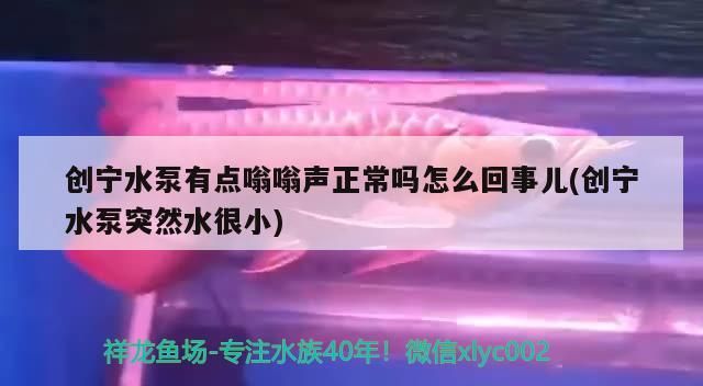 創寧水泵有點嗡嗡聲正常嗎怎么回事兒(創寧水泵突然水很小) 創寧水泵有點嗡嗡聲正常嗎怎么回事兒(創寧水泵突然水很小) 創寧水族