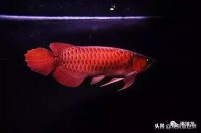 比較安靜的觀賞魚推薦(什么樣的觀賞魚適合養(yǎng)?) 帝龍漁業(yè) 第1張 比較安靜的觀賞魚推薦(什么樣的觀賞魚適合養(yǎng)?) 比較安靜的觀賞魚推薦(什么樣的觀賞魚適合養(yǎng)?) 帝龍漁業(yè) 第1張