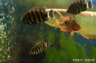 比較安靜的觀賞魚推薦(什么樣的觀賞魚適合養(yǎng)?) 帝龍漁業(yè) 第4張 比較安靜的觀賞魚推薦(什么樣的觀賞魚適合養(yǎng)?) 比較安靜的觀賞魚推薦(什么樣的觀賞魚適合養(yǎng)?) 帝龍漁業(yè) 第4張