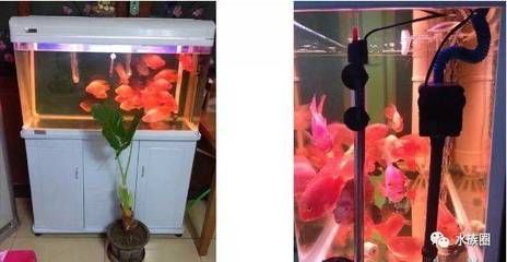 80厘米魚缸適合什么魚：80厘米的魚缸適合作為中小型熱帶魚的飼養容器